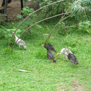 Champa Cambodia, The charm of Champa Cambodia