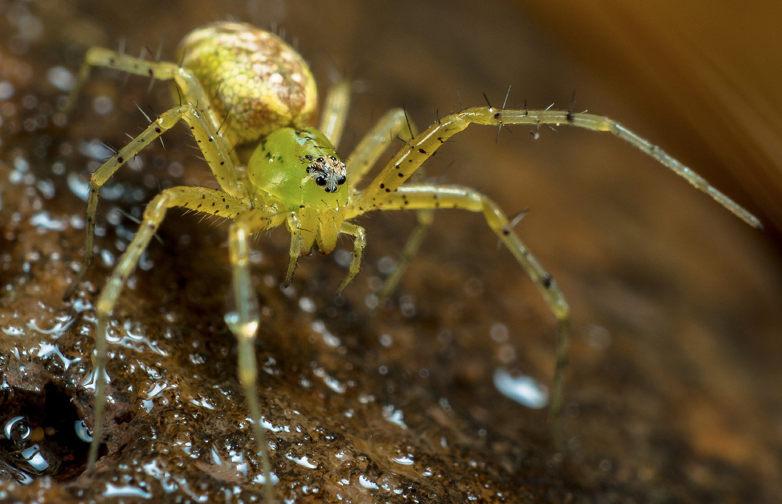 Spiders alive, Spiders Alive Exhibit at Sydney’s Australian Museum