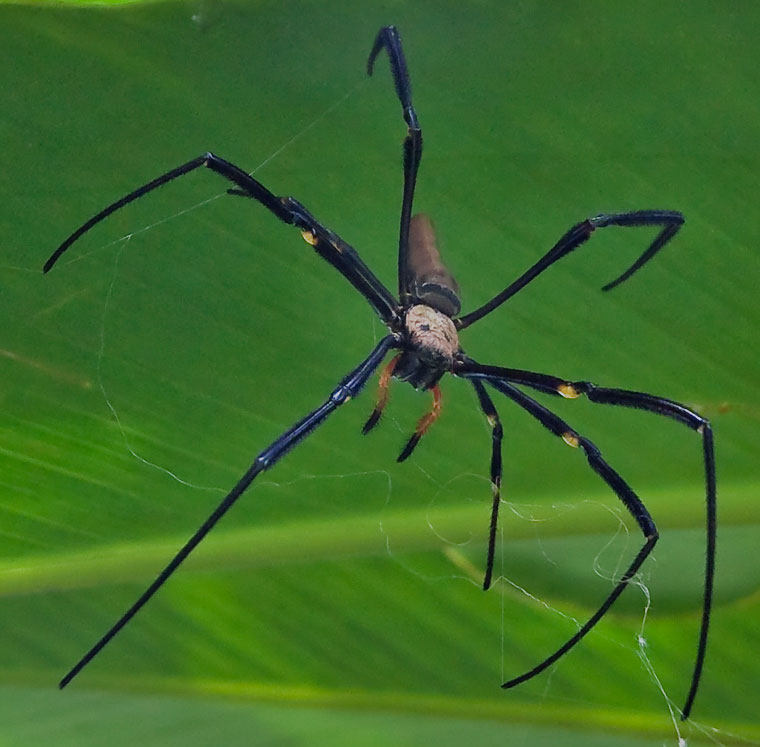 Spiders alive, Spiders Alive Exhibit at Sydney’s Australian Museum