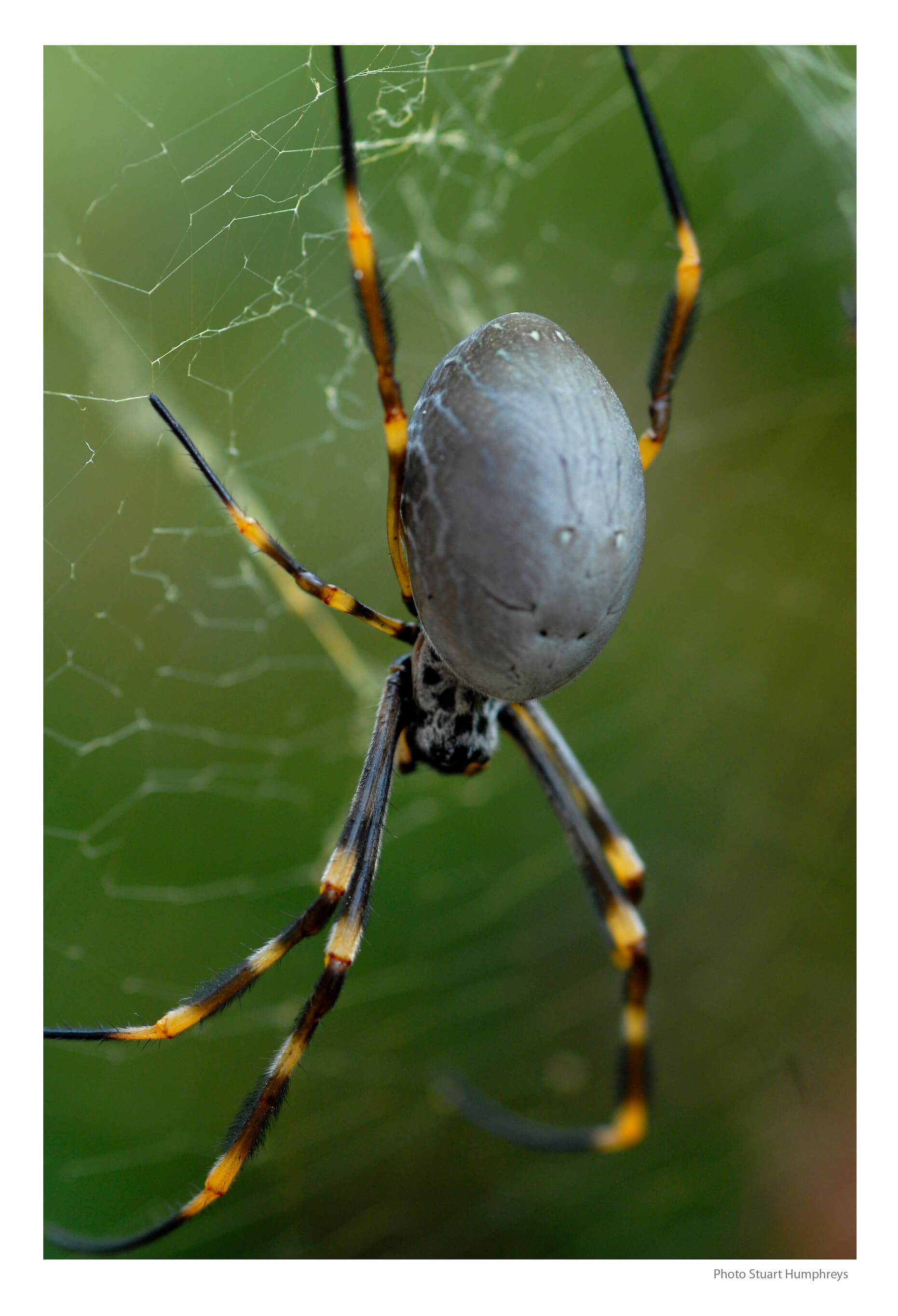 Spiders alive, Spiders Alive Exhibit at Sydney’s Australian Museum