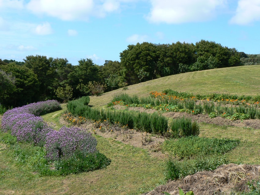 New Zealand Gourmet food, EATT New Zealand Gourmet Food Travels with Waiheke Herbs