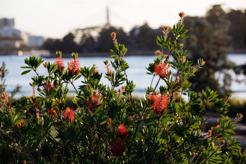 Barangaroo Gardens Sydney, How to get to Barangaroo gardens in Sydney? Take our podcast tour