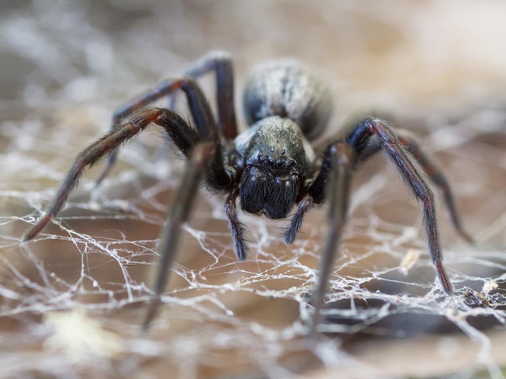 Spiders Alive Exhibition