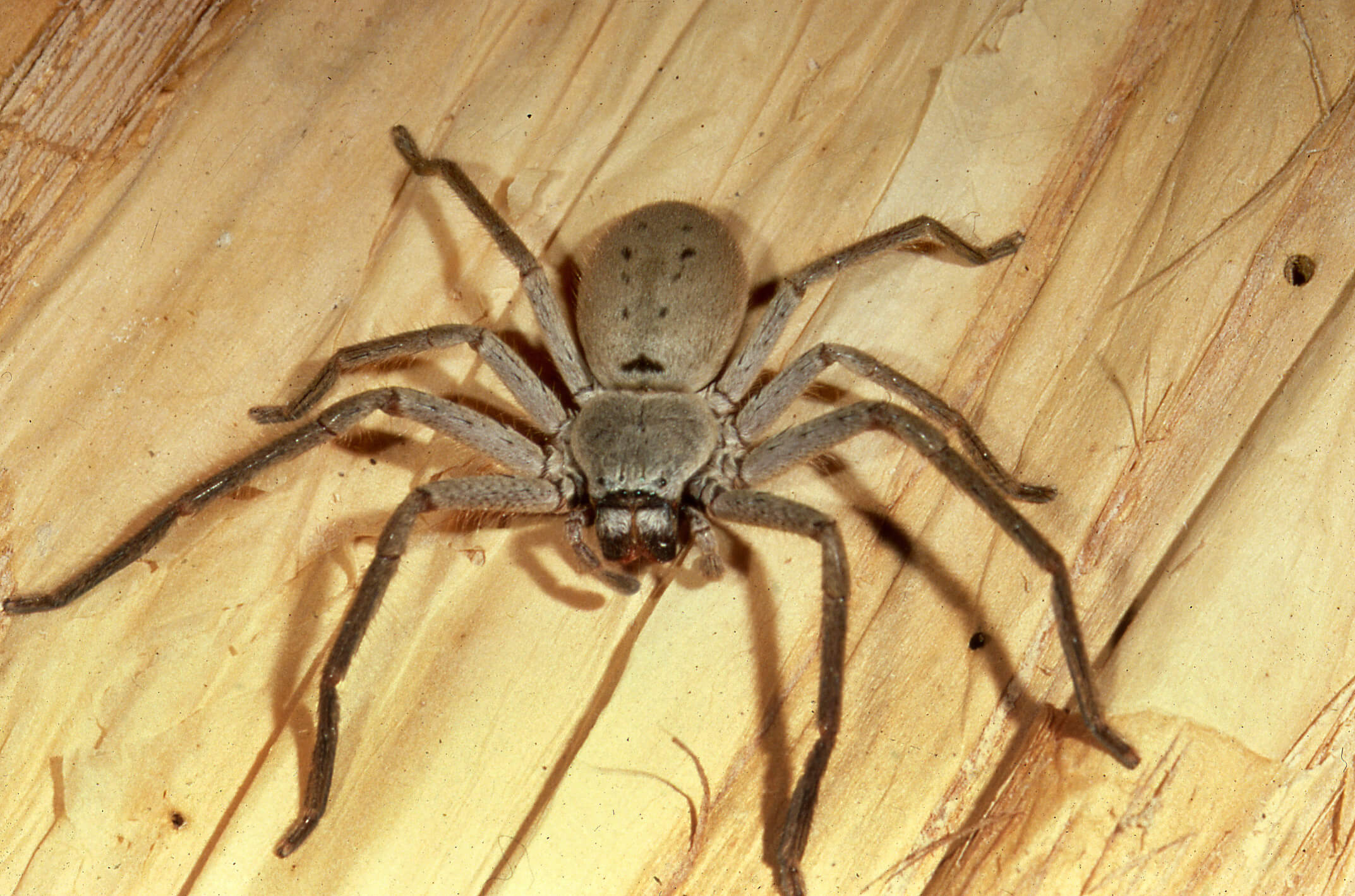 Huntsman Spiders - The Australian Museum