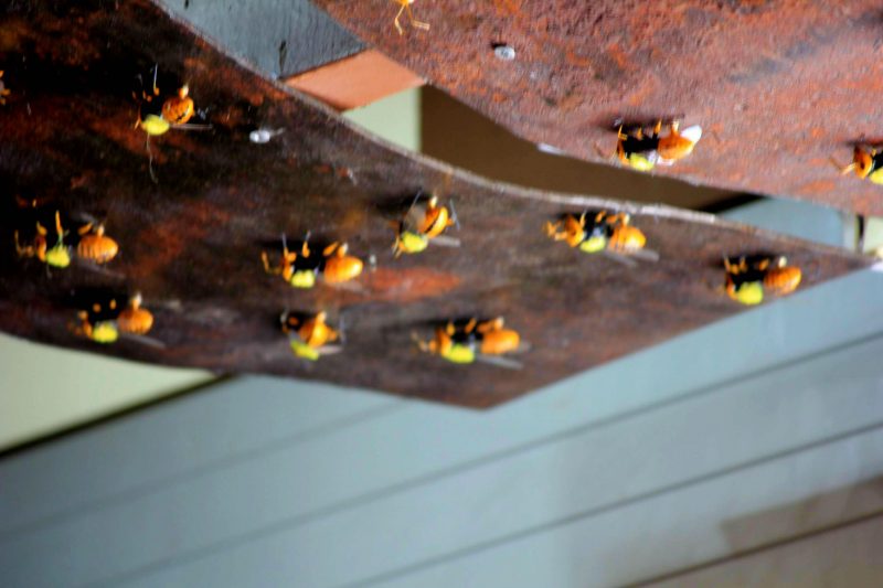 New Zealand honey bees 