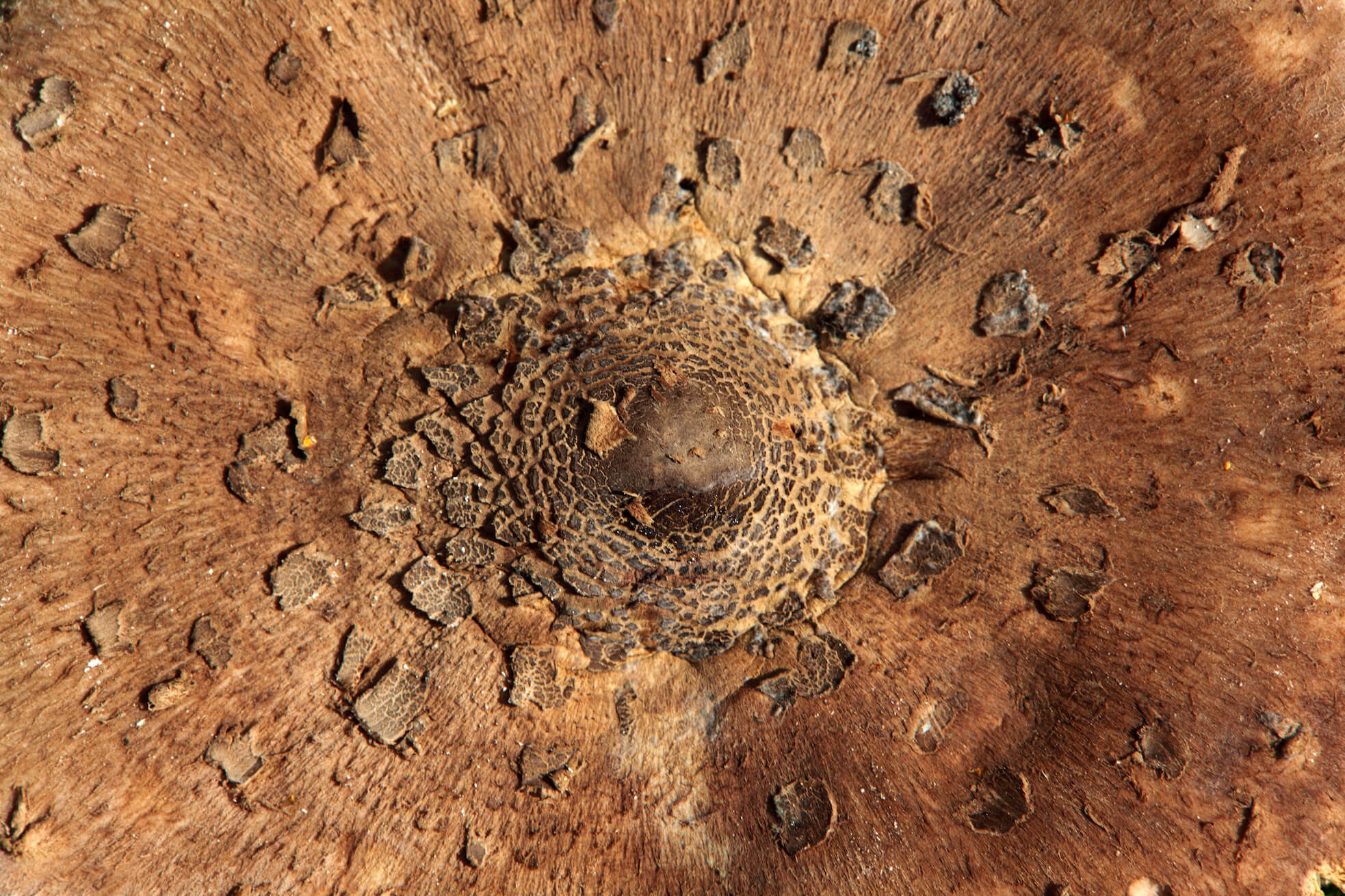 Giant portobello mushrooms on our Gourmet foodie tour EATT Magazine