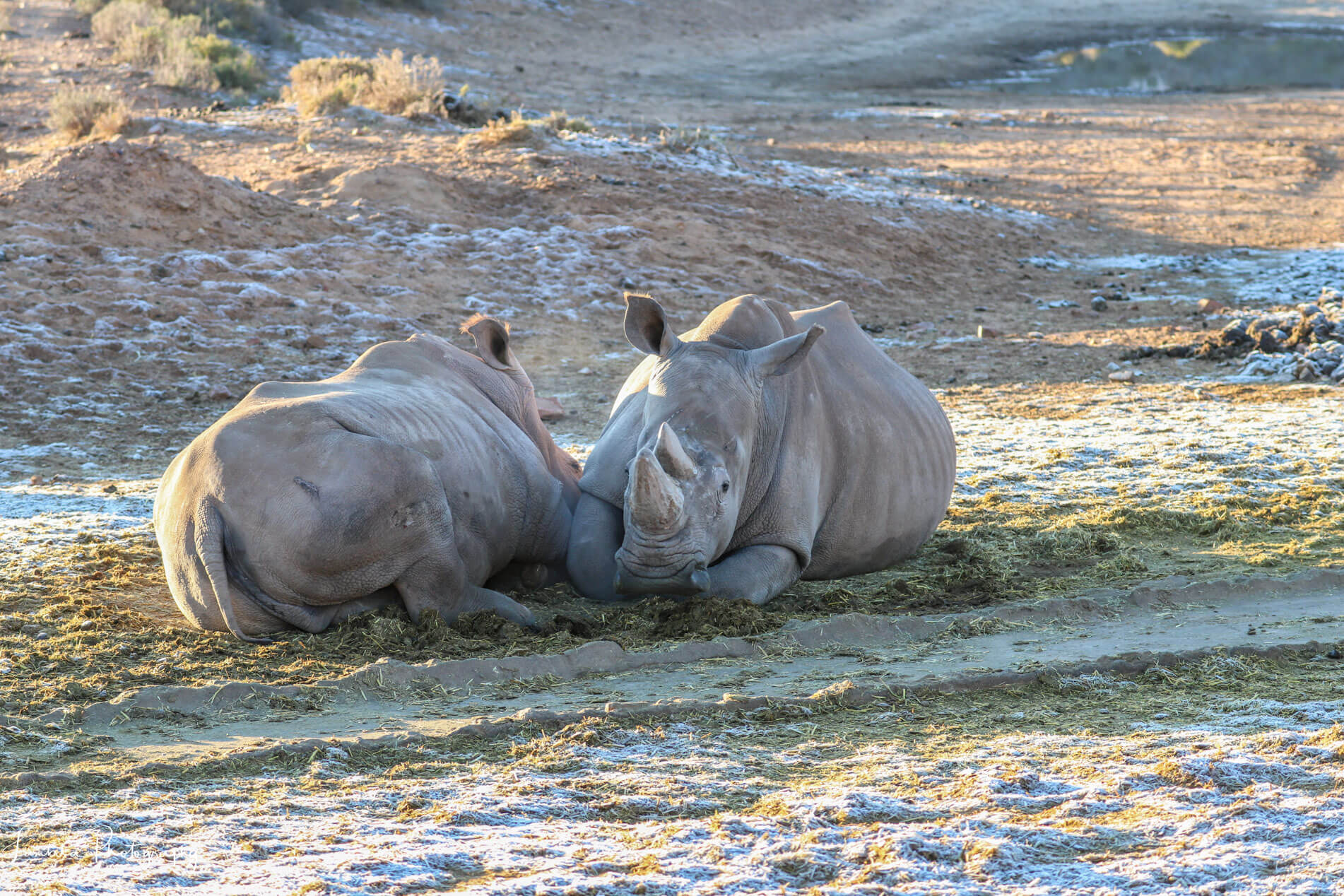 Images of White Rhinos
