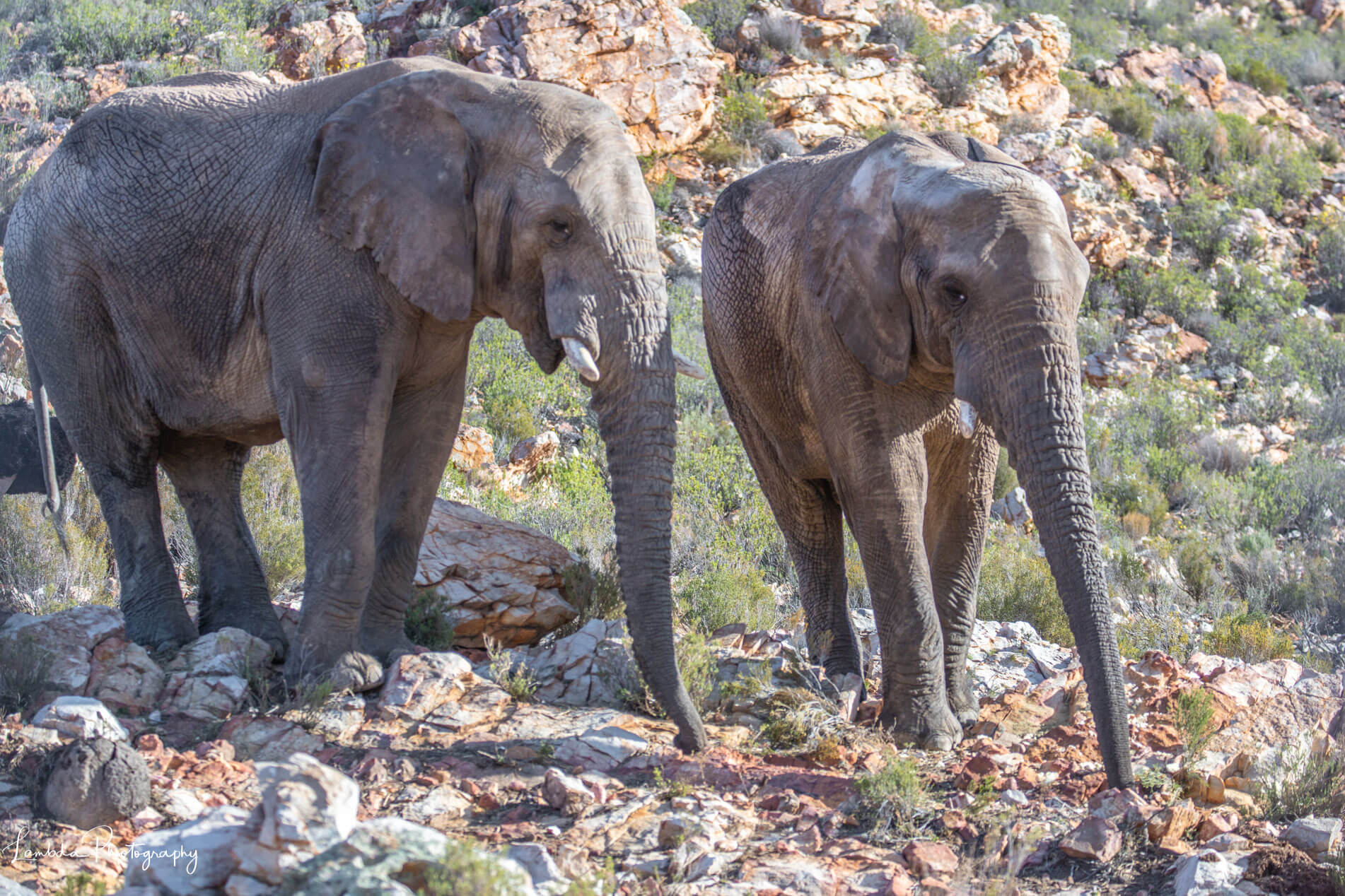 EATT Magazine Elephants Aquila Game Reserve Western Cape