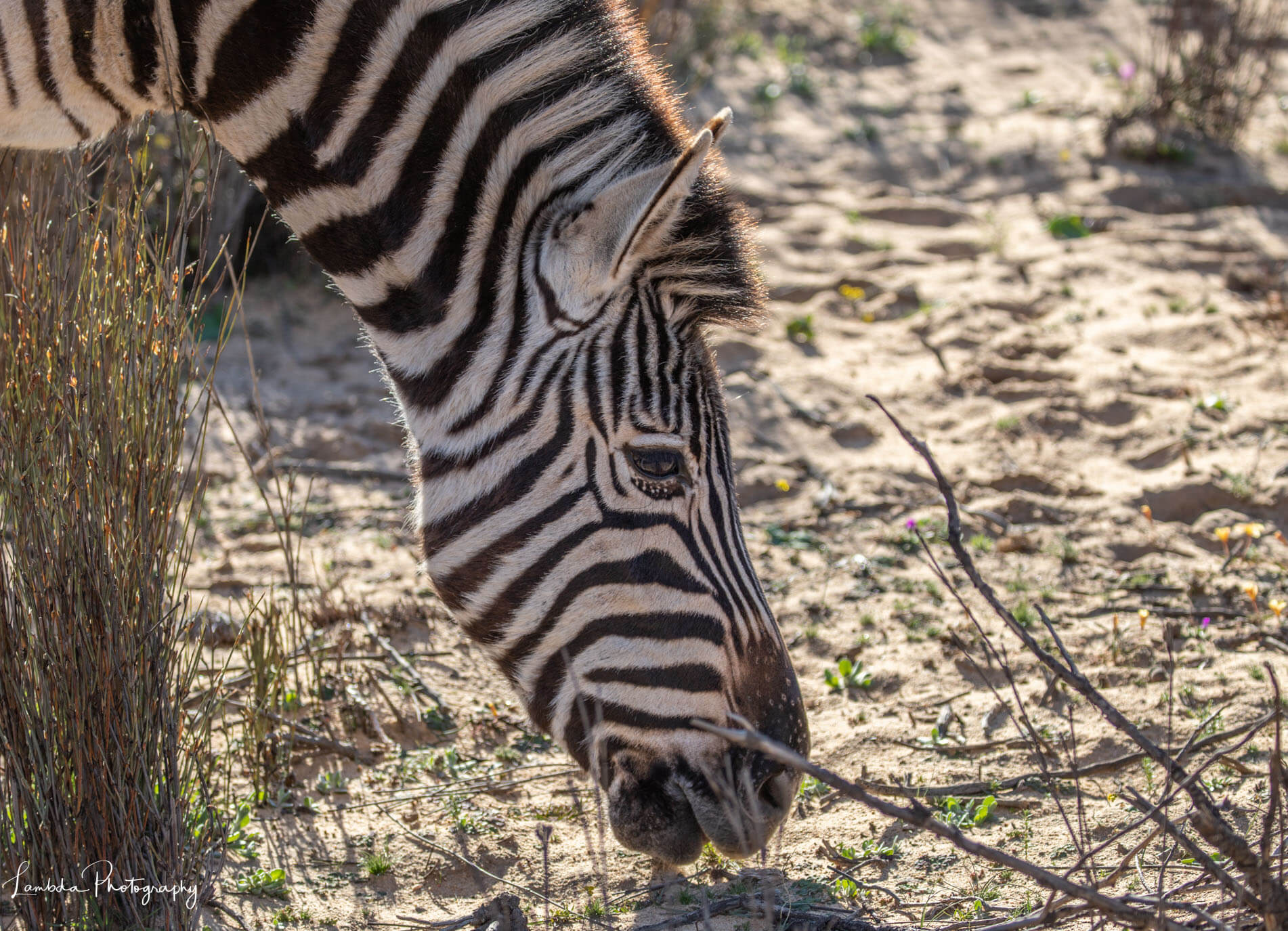 South African Zebra