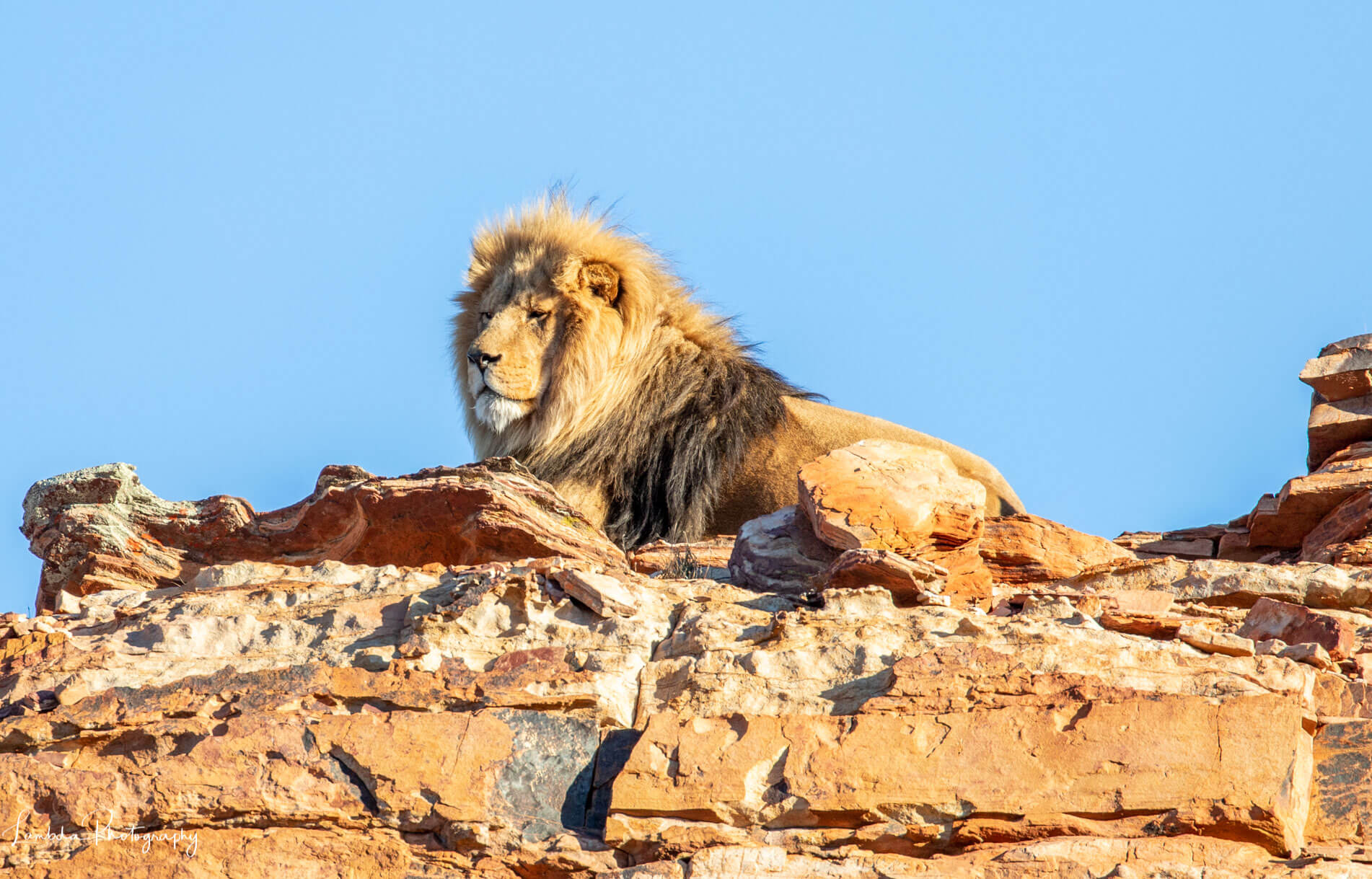 Lions at the Aquila Game Reserve Western Cape EATT Magazine