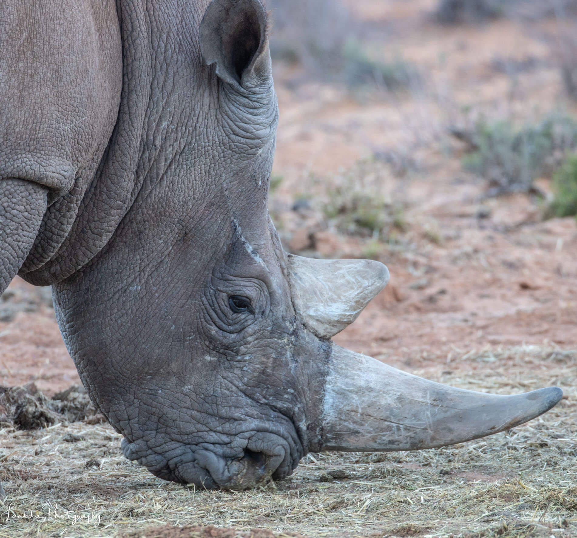 Image of a White Rhino Aquila Game Reserve Western Cape EATT Magazine