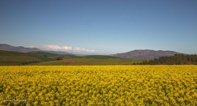 Canola Field South Africa EATT Magazine Photography podcast