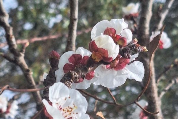 White and red blossoms on a tree branch in a garden